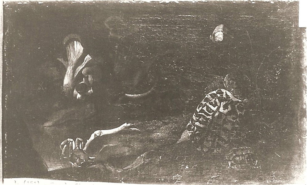 natura morta con testuggine, granchi, funghi e altri animali (dipinto, serie) - 